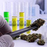 Cannabis in a lab